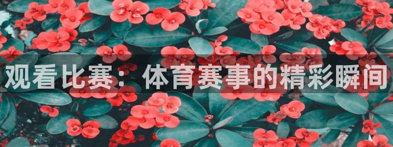 观看比赛：体育赛事的精彩瞬间