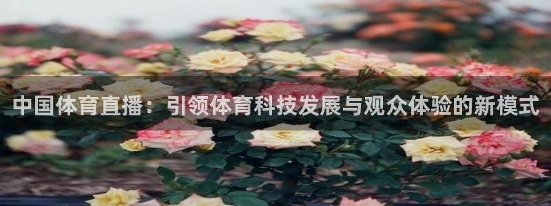 中国体育直播：引领体育科技发展与观众体验的新模式