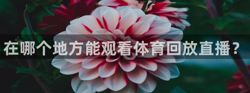 在哪个地方能观看体育回放直播？