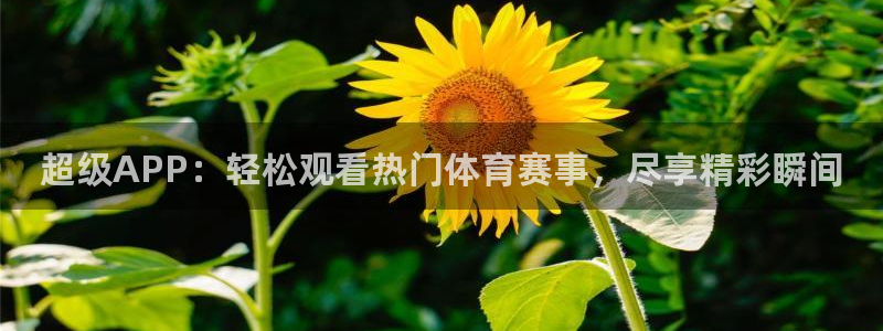 超级APP：轻松观看热门体育赛事，尽享精彩瞬间