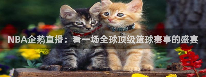 NBA企鹅直播：看一场全球顶级篮球赛事的盛宴