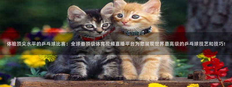 体验顶尖水平的乒乓球比赛：全球最顶级体育视频直播平台为您展现世界最高级的乒乓球技艺和技巧!